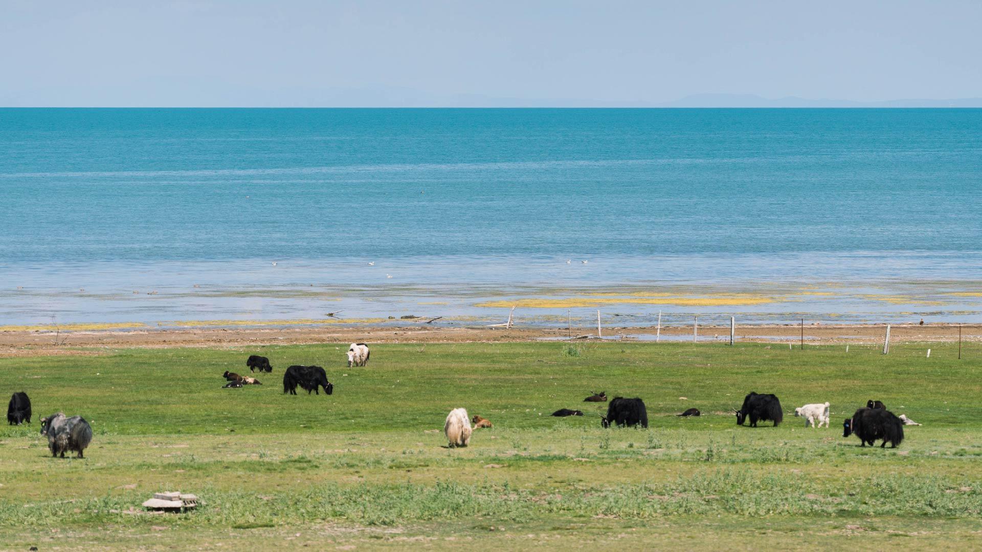 Qinghai