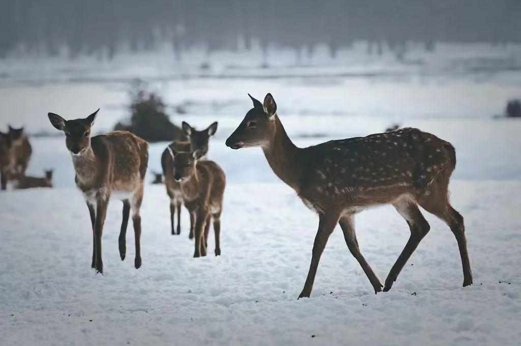 6-Day Yichun Lesser Khingan Mountains Ice and Snow Intangible Cultural Heritage Tour: Hands-On Woodcrafts, Oroqen Folk Customs, and Snowy Sea of Forests 1